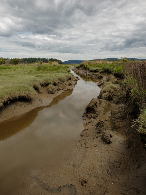 Chemainus River Estuary: Mudflats and Salt Marsh