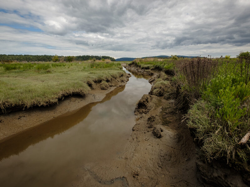 Chemainus River Estuary: Mudflats and Salt Marsh