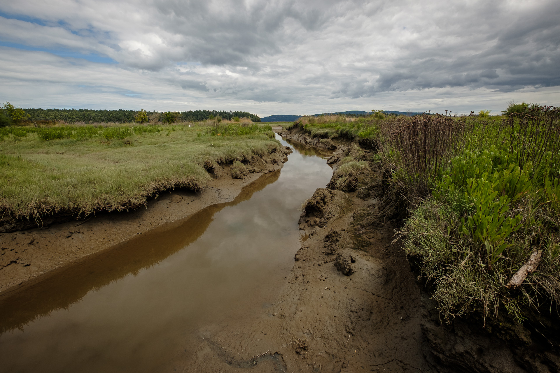 Chemainus River Estuary: Mudflats and Salt Marsh