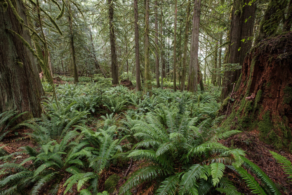 Sword Fern