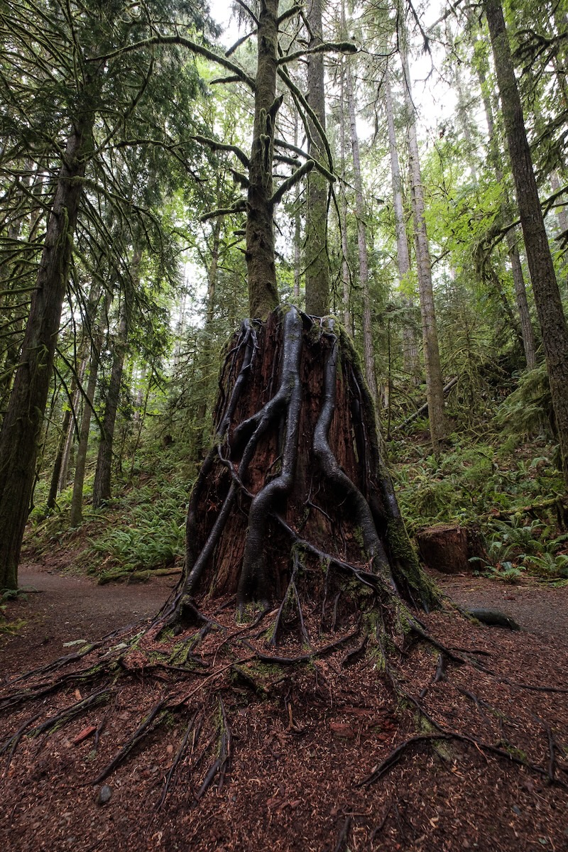 Tree growing on a nurse stump