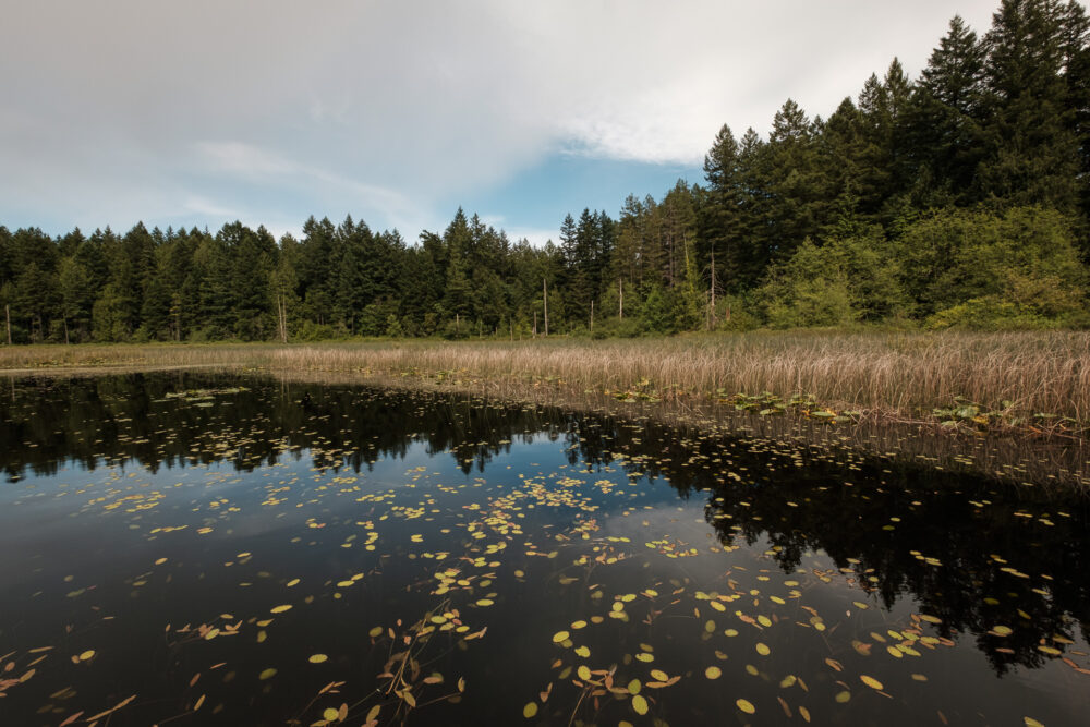 Weddle Lake Wetland