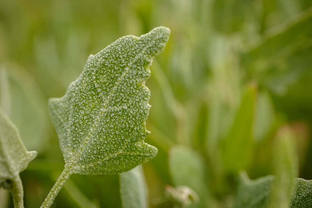 Common Orache (Atriplex patula) - leaf detail