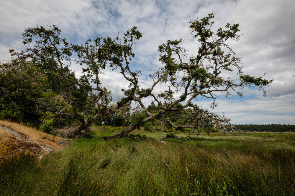 Garry Oak