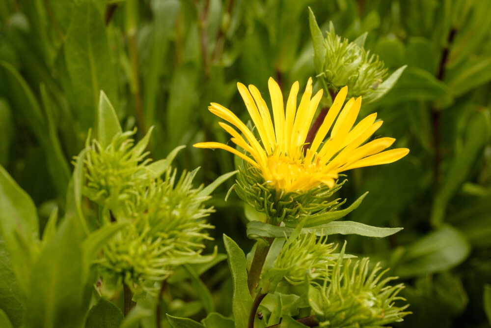 Oregon Gumweed (Grindelia stricta)