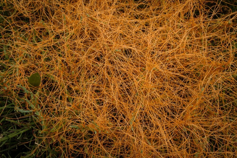Salt Marsh Dodder (Cuscuta salina)