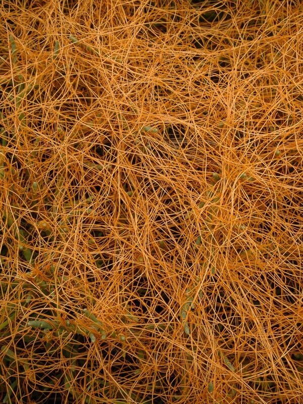 Salt Marsh Plants of the Chemainus River Estuary