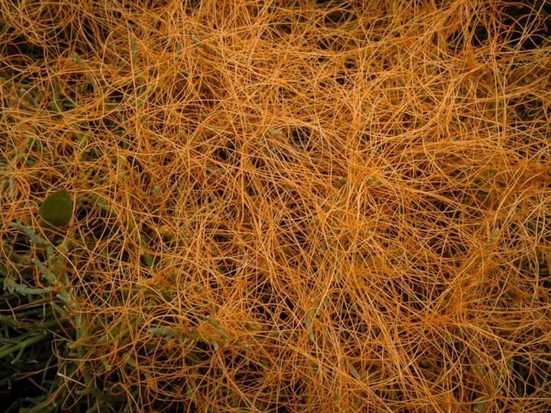 Salt Marsh Plants of the Chemainus River Estuary
