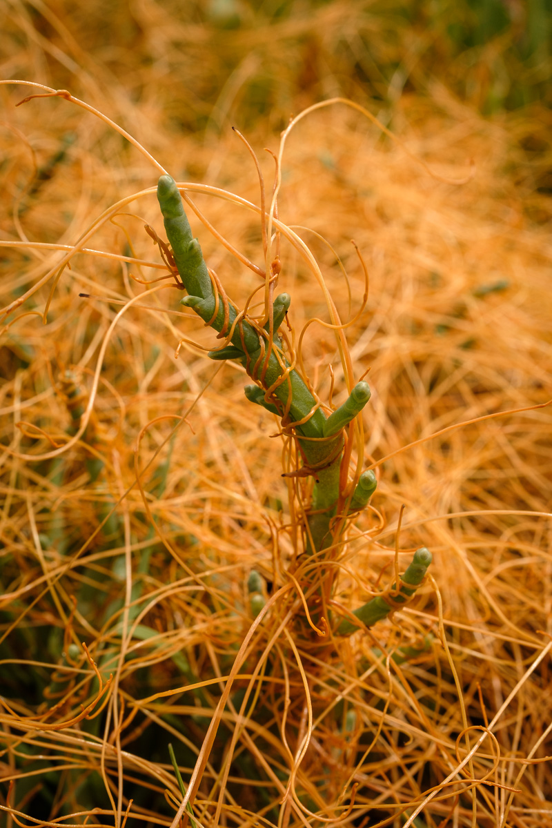 Salt Marsh Dodder