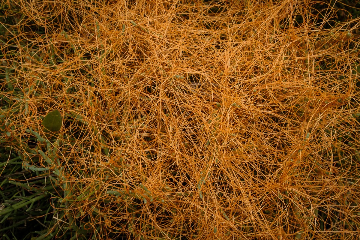 Salt Marsh Plants of the Chemainus River Estuary