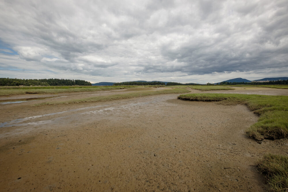 Chemainus River Estuary