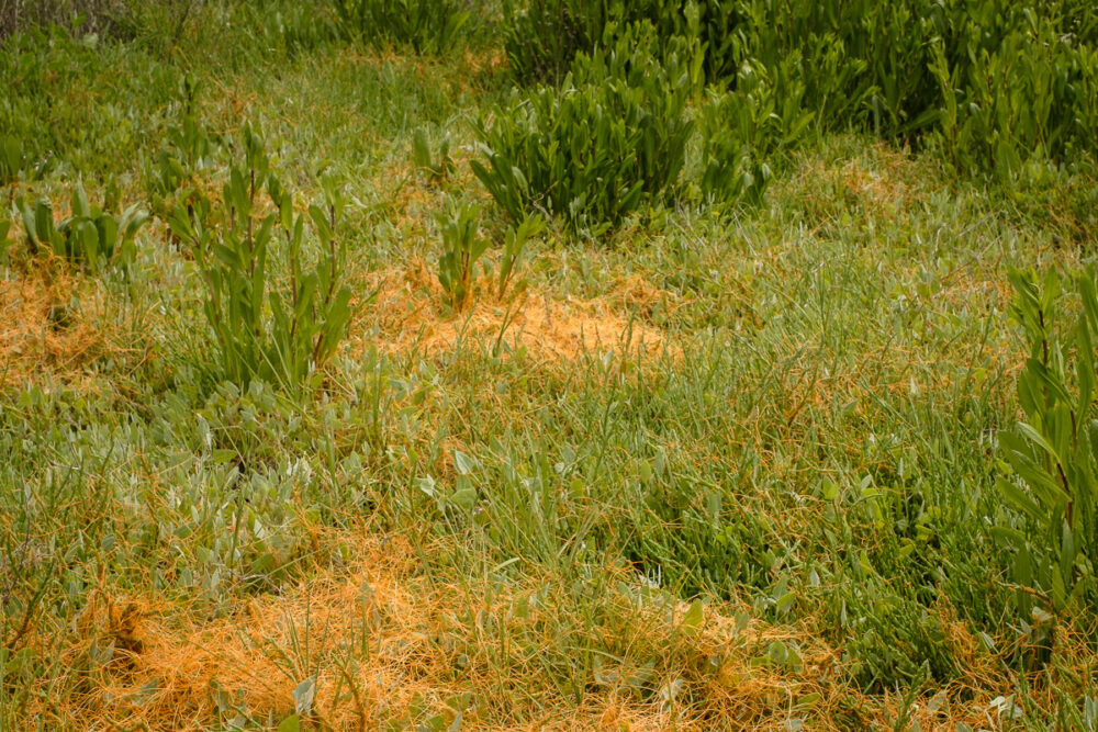 Salt Marsh Plants