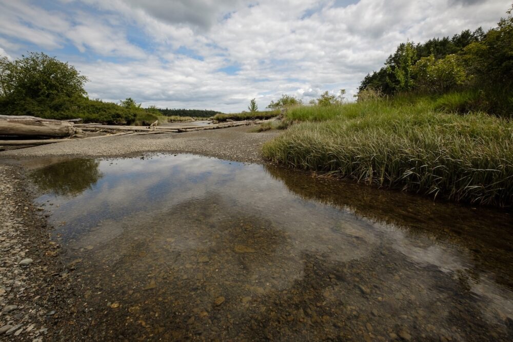Edge of the Chemainus River