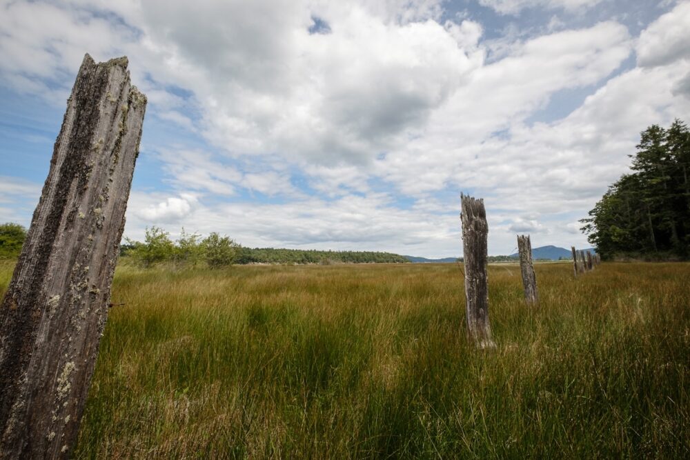 Old Fence Posts