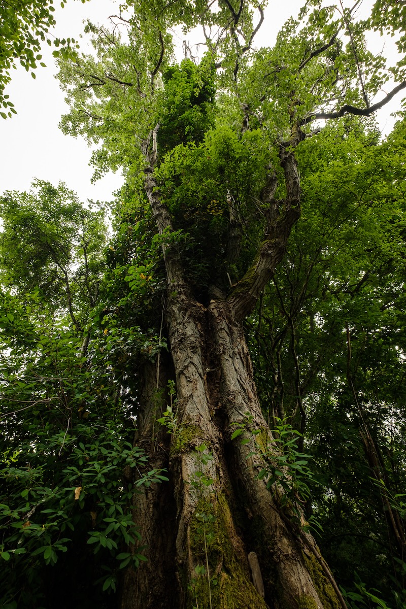 Tree Beside the Road