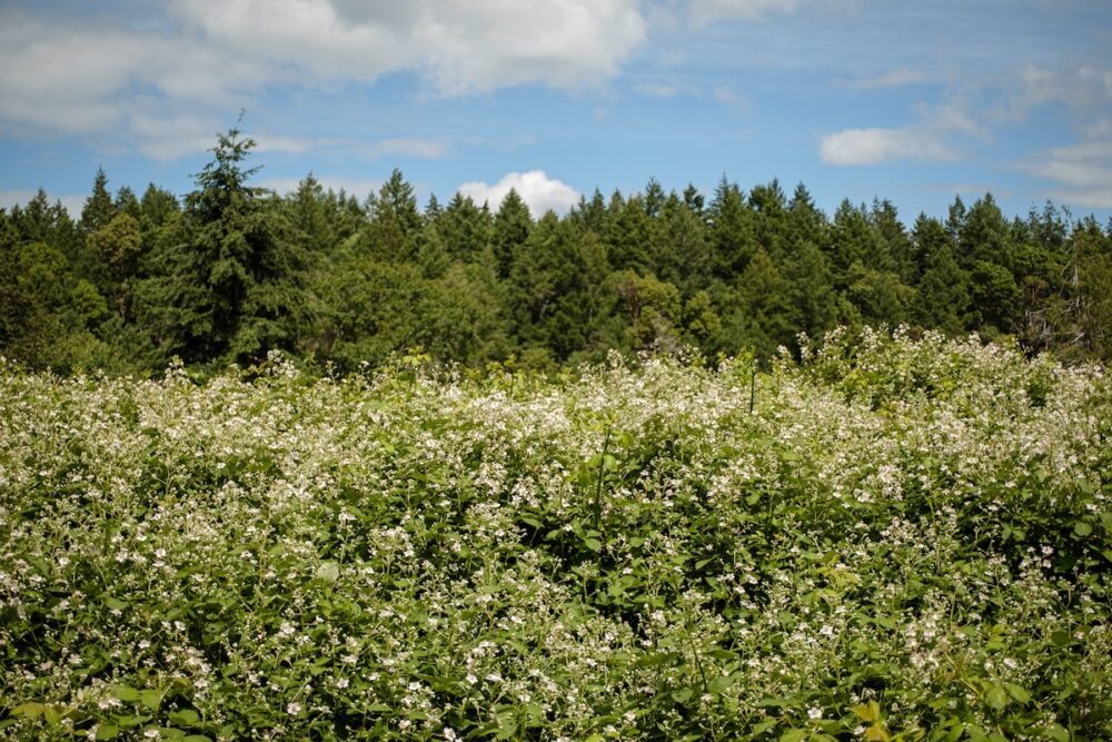 Himalayan Blackberry