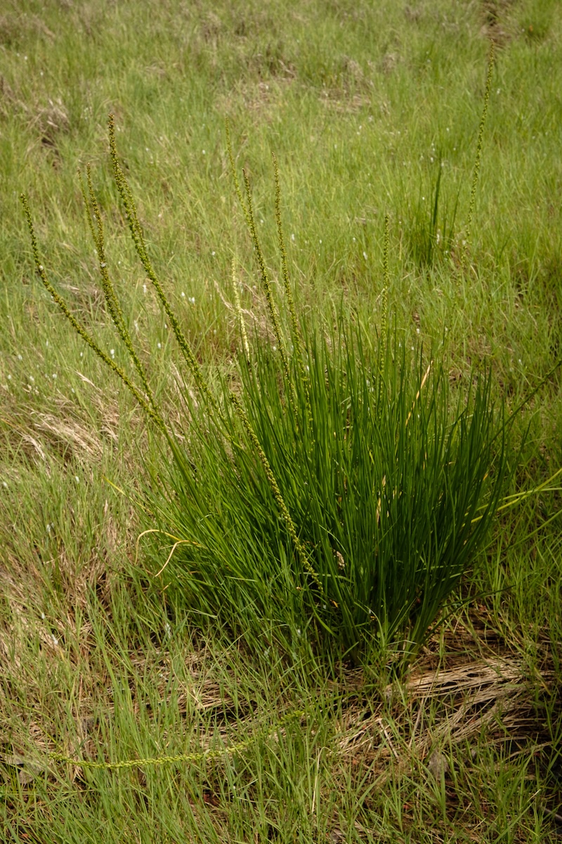 Seaside Arrow-grass (Triglochin maritima)